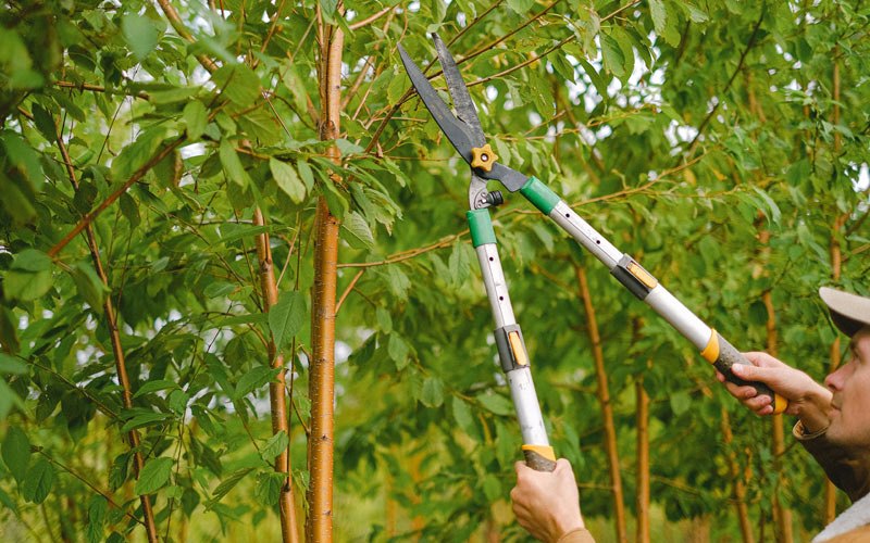 Tree trimming in Mill City, OR