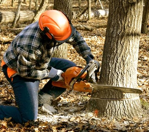 Tree Removal in Mill City, OR
